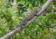 wagnerdenise.costarica